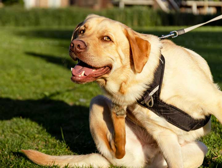 Pet Skin Allergies: scabs