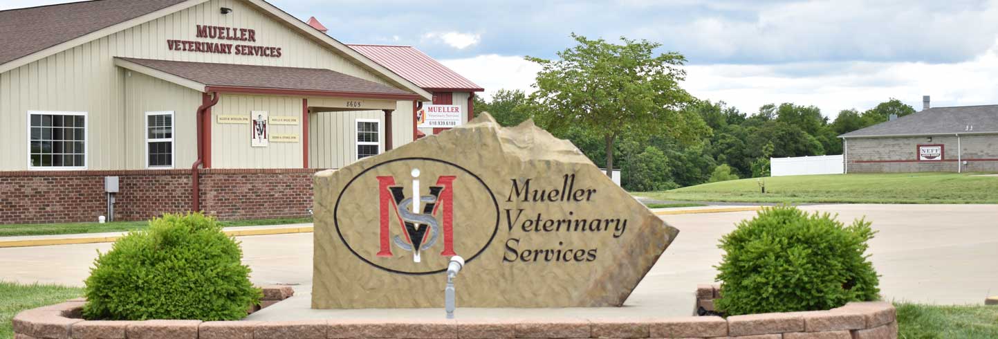 Mueller's store animal hospital