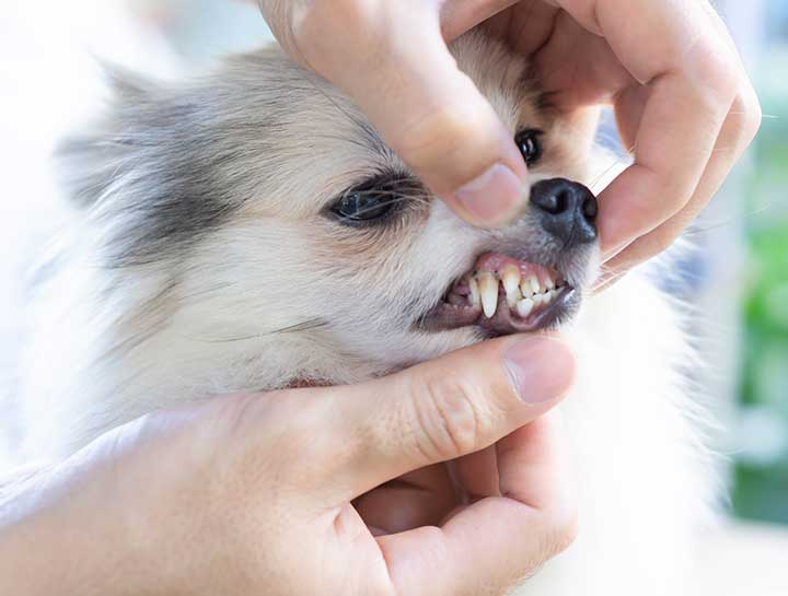 Columbia Pet Dentist